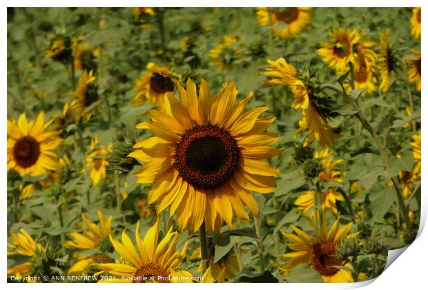 Sunflower field Print by ANN RENFREW