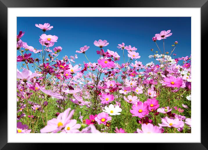 Field of Pink Cosmos Flowers Framed Mounted Print by Neil Overy