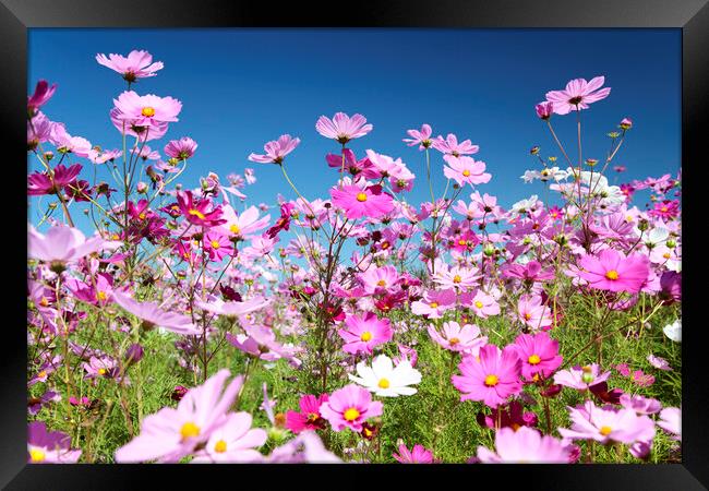 Field of Pink Cosmos Flowers Framed Print by Neil Overy