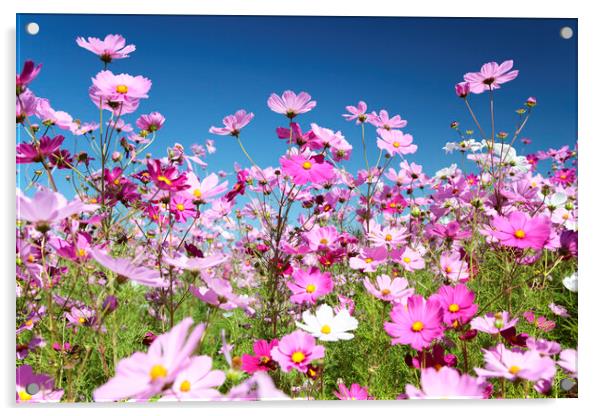 Field of Pink Cosmos Flowers Acrylic by Neil Overy