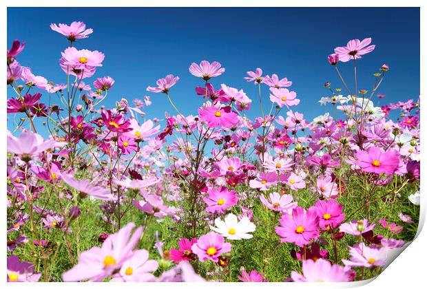 Field of Pink Cosmos Flowers Print by Neil Overy