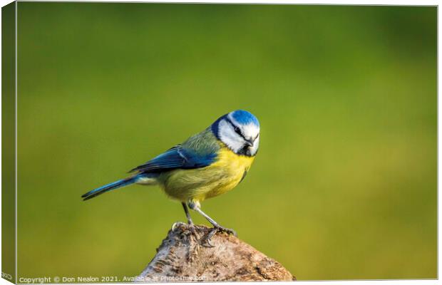 Bewitching Blue Tit Canvas Print by Don Nealon