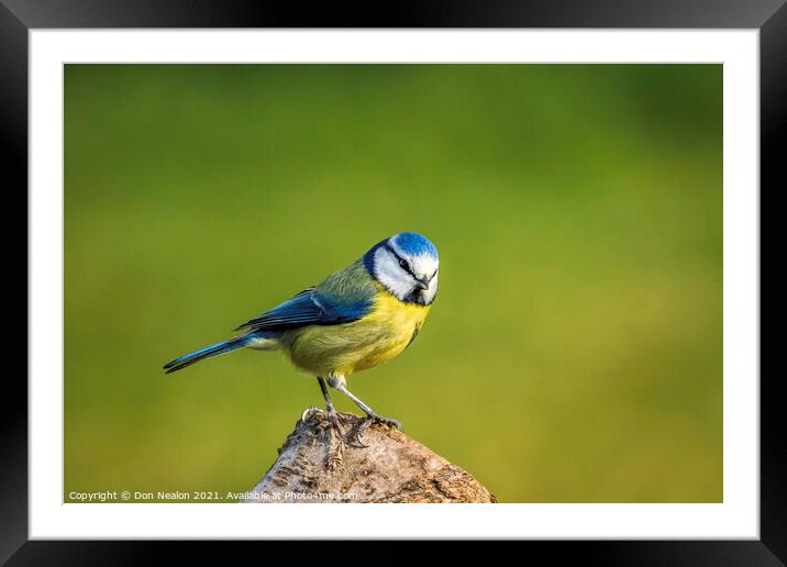 Bewitching Blue Tit Framed Mounted Print by Don Nealon