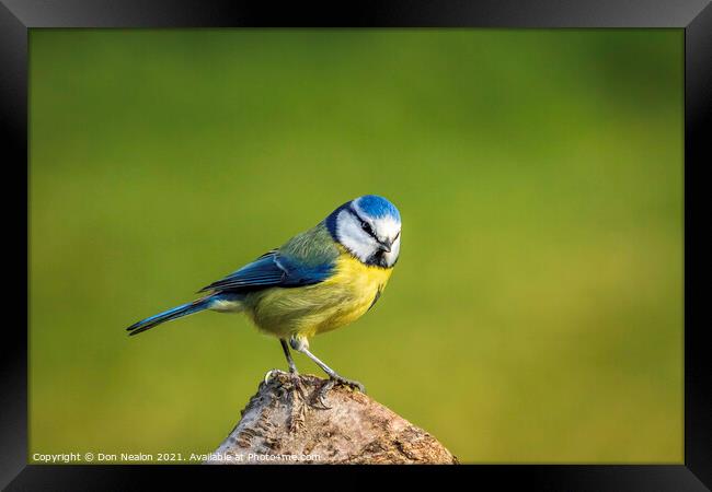 Bewitching Blue Tit Framed Print by Don Nealon