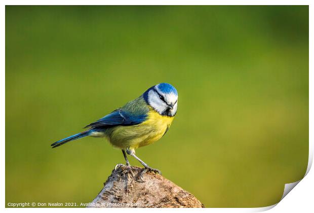 Bewitching Blue Tit Print by Don Nealon
