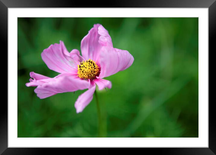 Single Pink Cosmos Flower Framed Mounted Print by Neil Overy