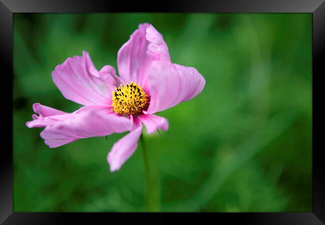 Single Pink Cosmos Flower Framed Print by Neil Overy