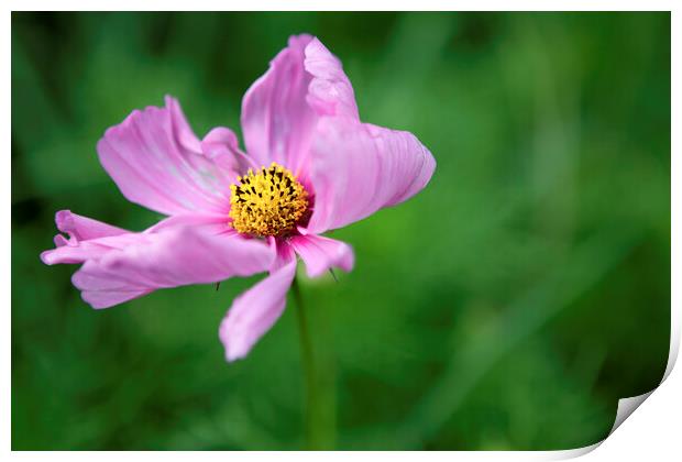 Single Pink Cosmos Flower Print by Neil Overy