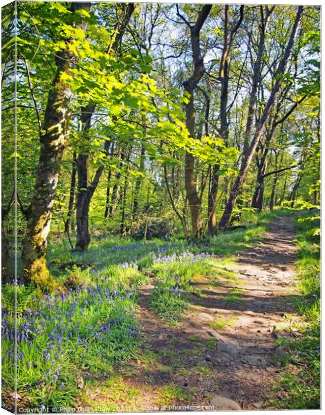 wild english bluebells woodland path - Hardcastle Crags Canvas Print by Philip Openshaw