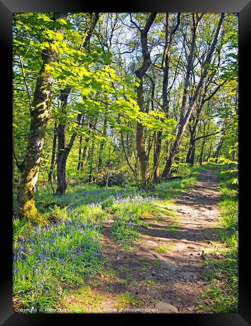 wild english bluebells woodland path - Hardcastle Crags Framed Print by Philip Openshaw