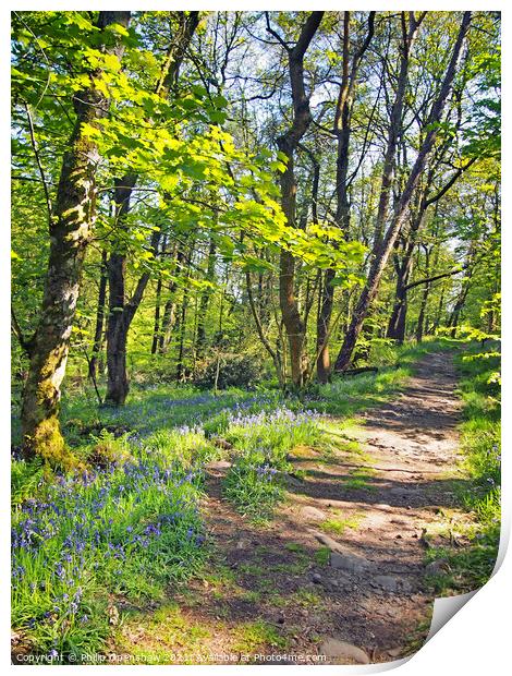 wild english bluebells woodland path - Hardcastle Crags Print by Philip Openshaw