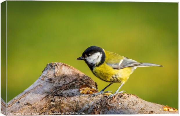 Great tit enjoying the seeds Canvas Print by Don Nealon