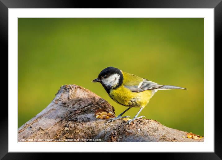 Great tit enjoying the seeds Framed Mounted Print by Don Nealon