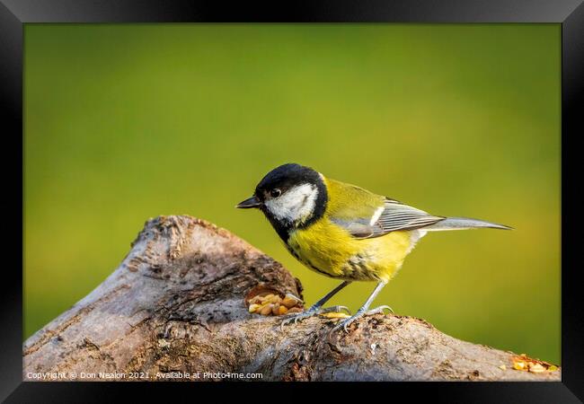 Great tit enjoying the seeds Framed Print by Don Nealon