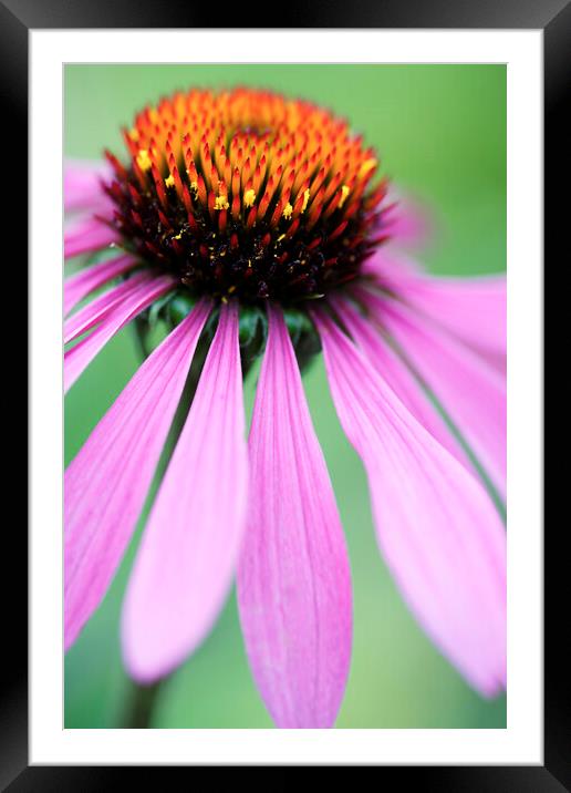 Coneflower Echinacea Flower Framed Mounted Print by Neil Overy