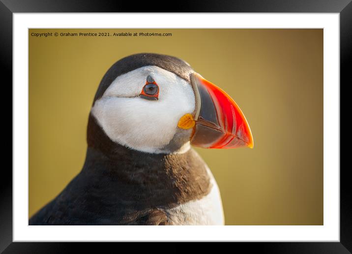 Puffin Portrait Framed Mounted Print by Graham Prentice
