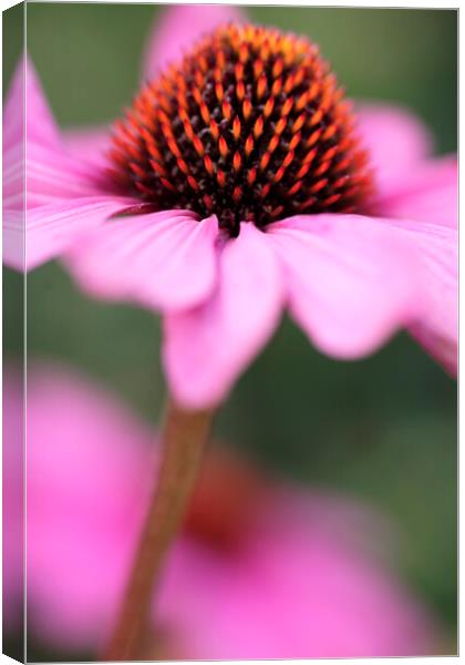 Coneflower Echinacea Flower Canvas Print by Neil Overy