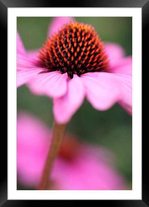 Coneflower Echinacea Flower Framed Mounted Print by Neil Overy