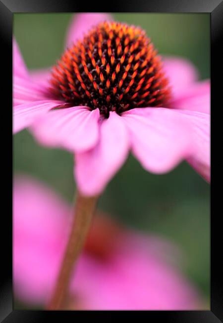Coneflower Echinacea Flower Framed Print by Neil Overy