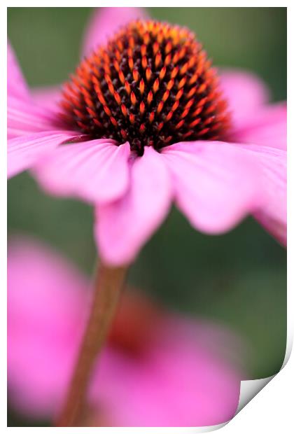 Coneflower Echinacea Flower Print by Neil Overy