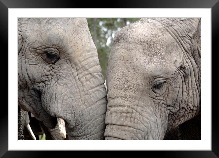 Pair of African Elephants Framed Mounted Print by Neil Overy