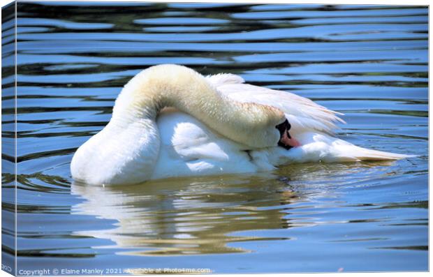 Swan     Afternoon Nap  Canvas Print by Elaine Manley