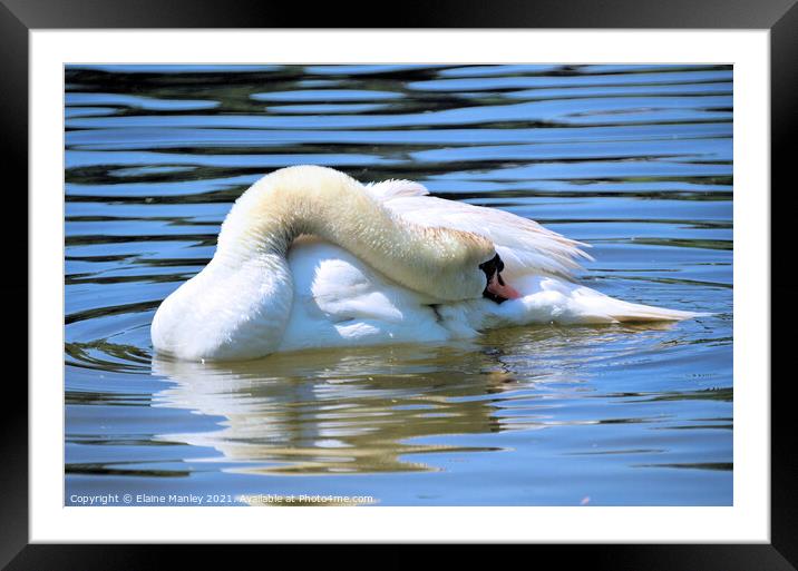 Swan     Afternoon Nap  Framed Mounted Print by Elaine Manley