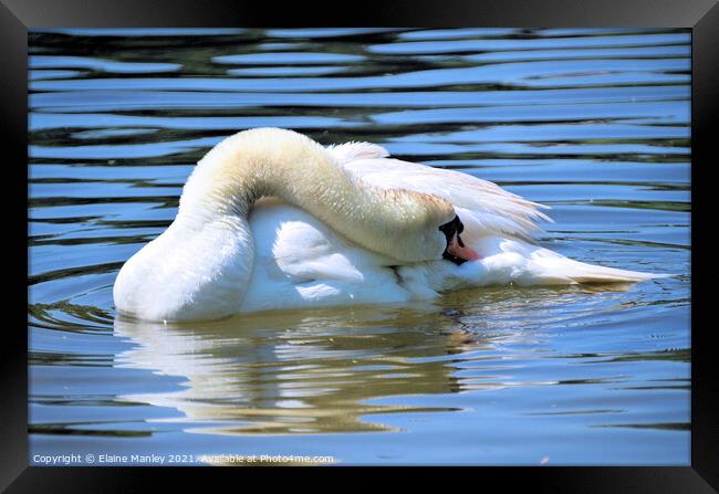 Swan     Afternoon Nap  Framed Print by Elaine Manley