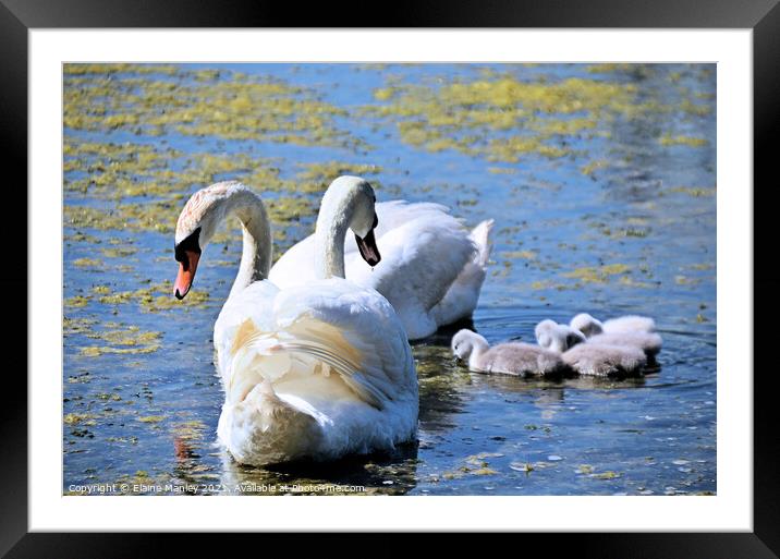Swan and Cygnets out hunting for food  Framed Mounted Print by Elaine Manley