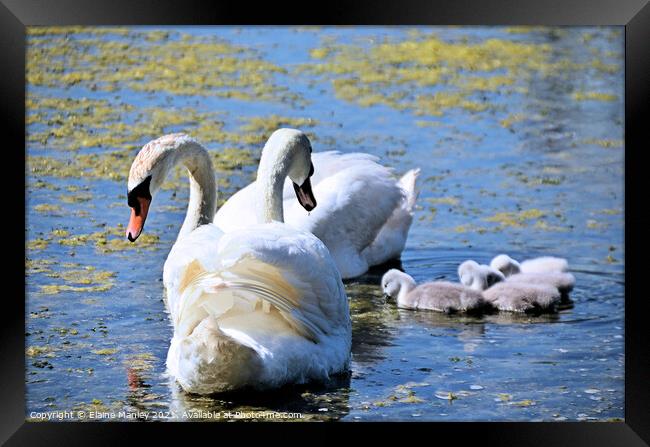 Swan and Cygnets out hunting for food  Framed Print by Elaine Manley
