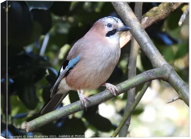 Jay perching on a diagonal branch Canvas Print by Joan Rosie