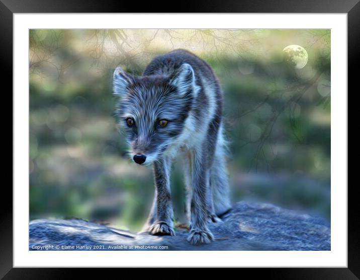 Baby Arctic Fox .. digital painting  Framed Mounted Print by Elaine Manley