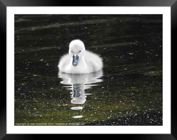 Baby cygnet with dark background Framed Mounted Print by Joan Rosie