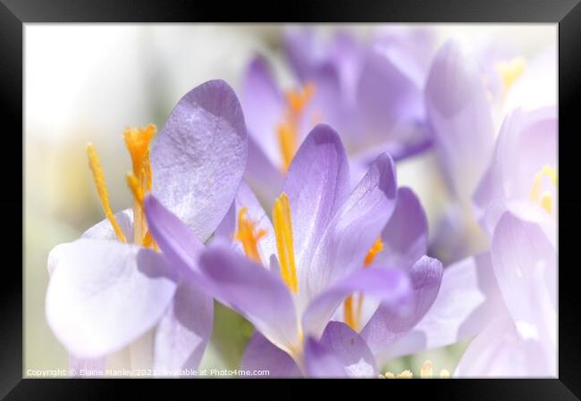  Spring Flower..  Crocus  Framed Print by Elaine Manley