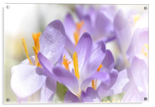 Spring Flower..  Crocus  Acrylic by Elaine Manley