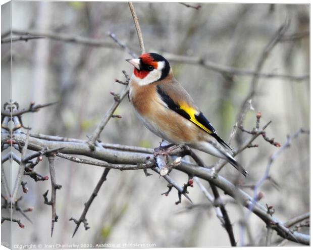 Goldfinch perching on bare branch Canvas Print by Joan Rosie
