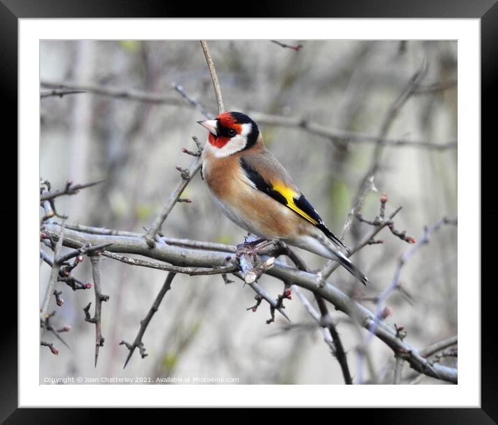 Goldfinch perching on bare branch Framed Mounted Print by Joan Rosie