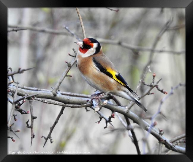 Goldfinch perching on bare branch Framed Print by Joan Rosie