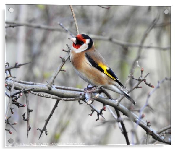 Goldfinch perching on bare branch Acrylic by Joan Rosie