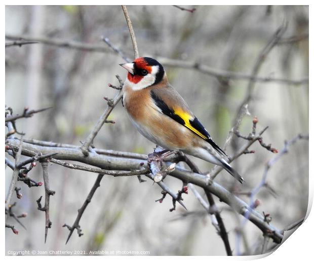 Goldfinch perching on bare branch Print by Joan Rosie