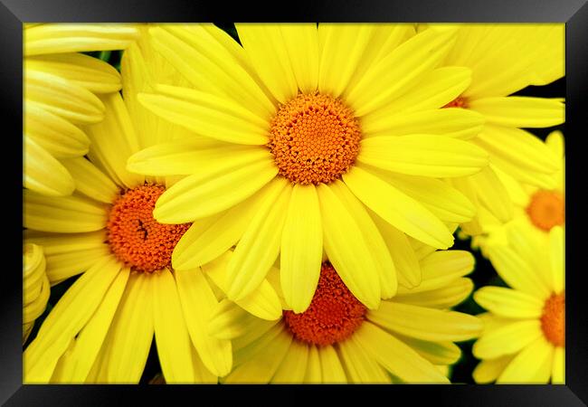 Bright yellow Pyrethrum flowers Framed Print by Wdnet Studio