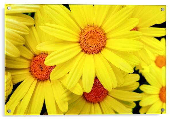 Bright yellow Pyrethrum flowers Acrylic by Wdnet Studio