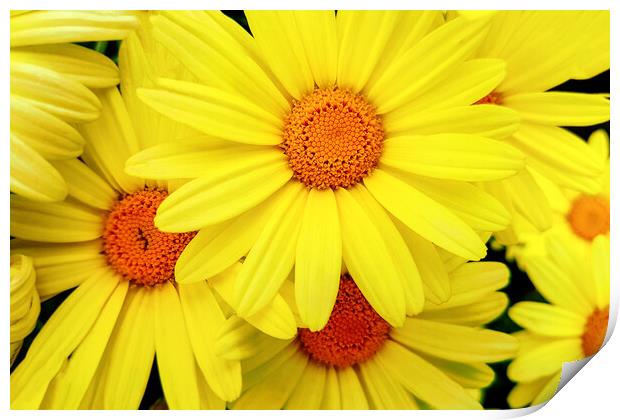 Bright yellow Pyrethrum flowers Print by Wdnet Studio