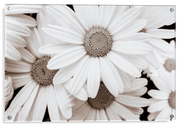 Pyrethrum Flowers in sepia Acrylic by Wdnet Studio