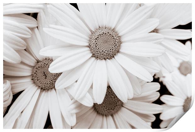 Pyrethrum Flowers in sepia Print by Wdnet Studio