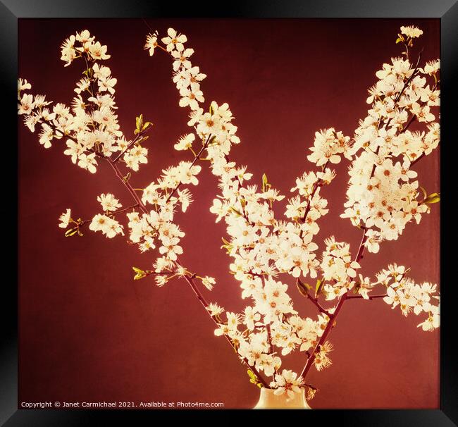 Mulberry Blossom Elegance Framed Print by Janet Carmichael