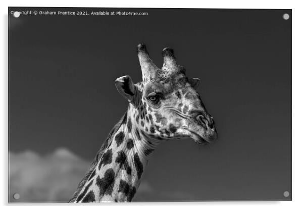 Giraffe Portrait Acrylic by Graham Prentice