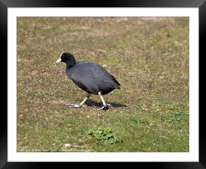 A Lone Coot Framed Mounted Print by Mark Ward