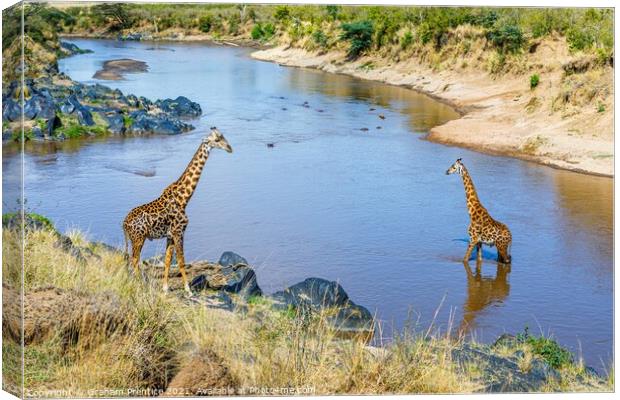 Giraffes by the River Mara Canvas Print by Graham Prentice