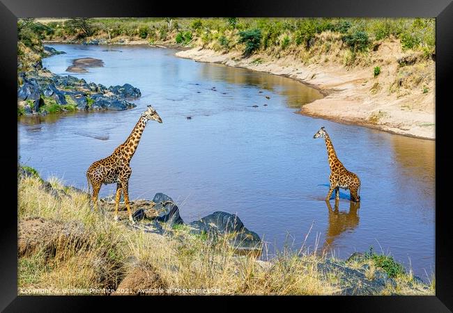 Giraffes by the River Mara Framed Print by Graham Prentice